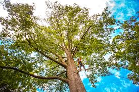 How Our Tree Care Process Works  in  Malibu, CA