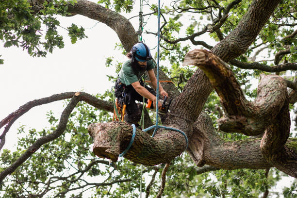 Professional Tree Care in Malibu, CA